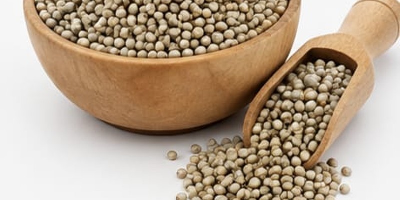 Bajra (Pearl Millet)